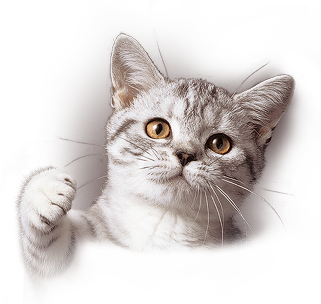 Do You Want A 'talkative' Cat - Only 1 Day Left! - Unisex Tanktop (645x610), Png Download