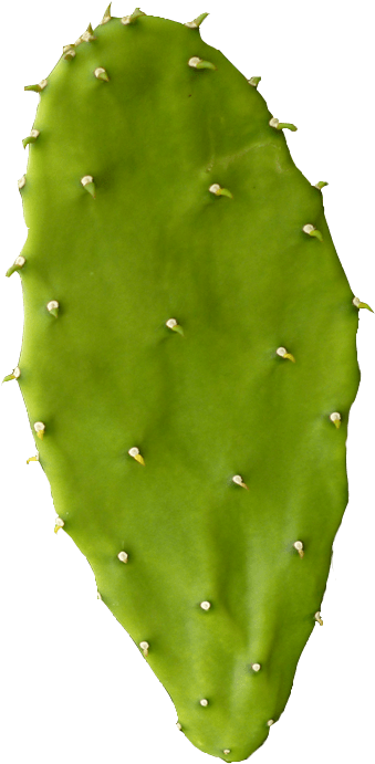 Estreñimiento Y Hemorroides - Leaf (384x723), Png Download