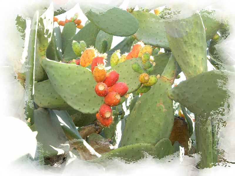 Prickly Pear Cactus At Lb Gardens 6ps - Eastern Prickly Pear (800x600), Png Download