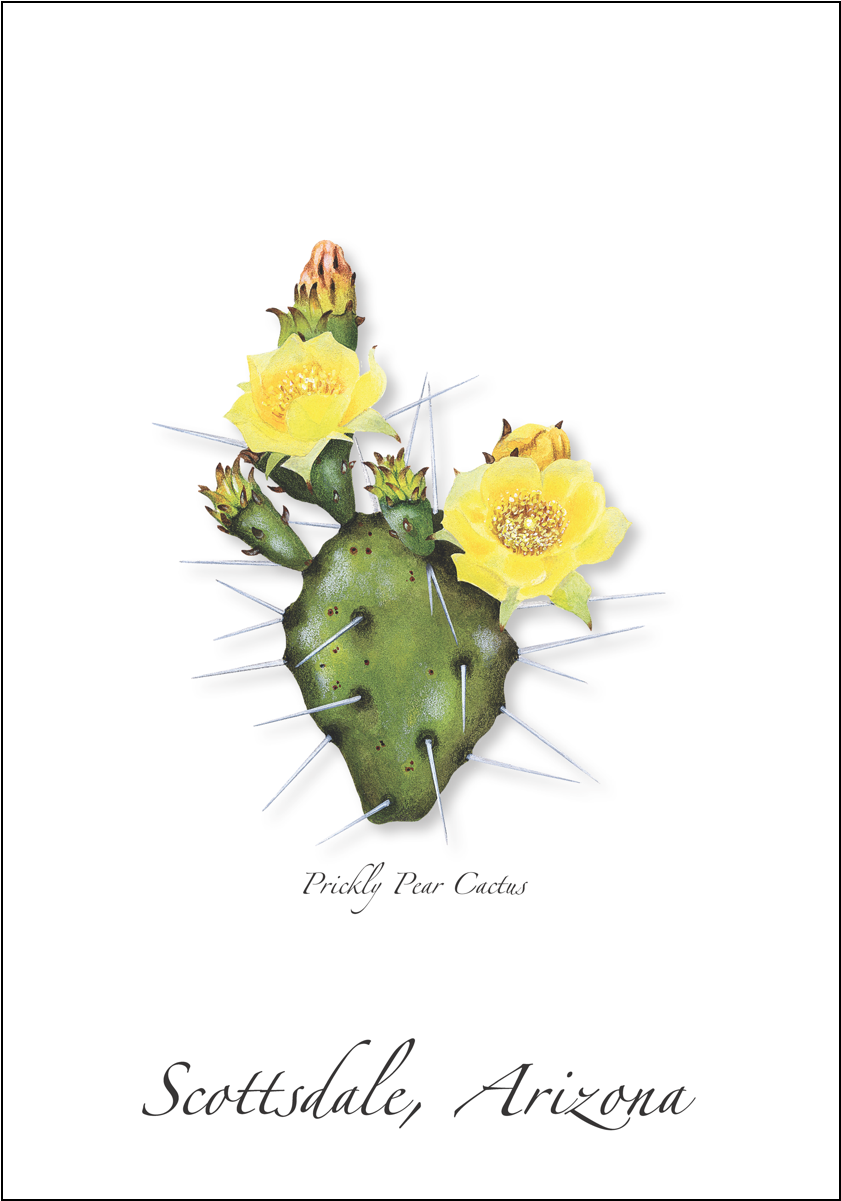 Prickly Pear Cactus - Prickly Pear Cactus Illustration (1200x1200), Png Download