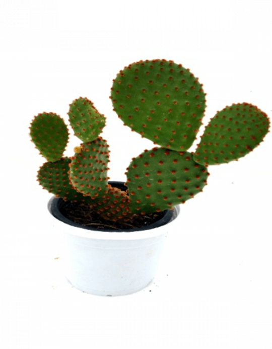 Opuntia Microdasys Subsp - Blind Pricklypear (540x693), Png Download