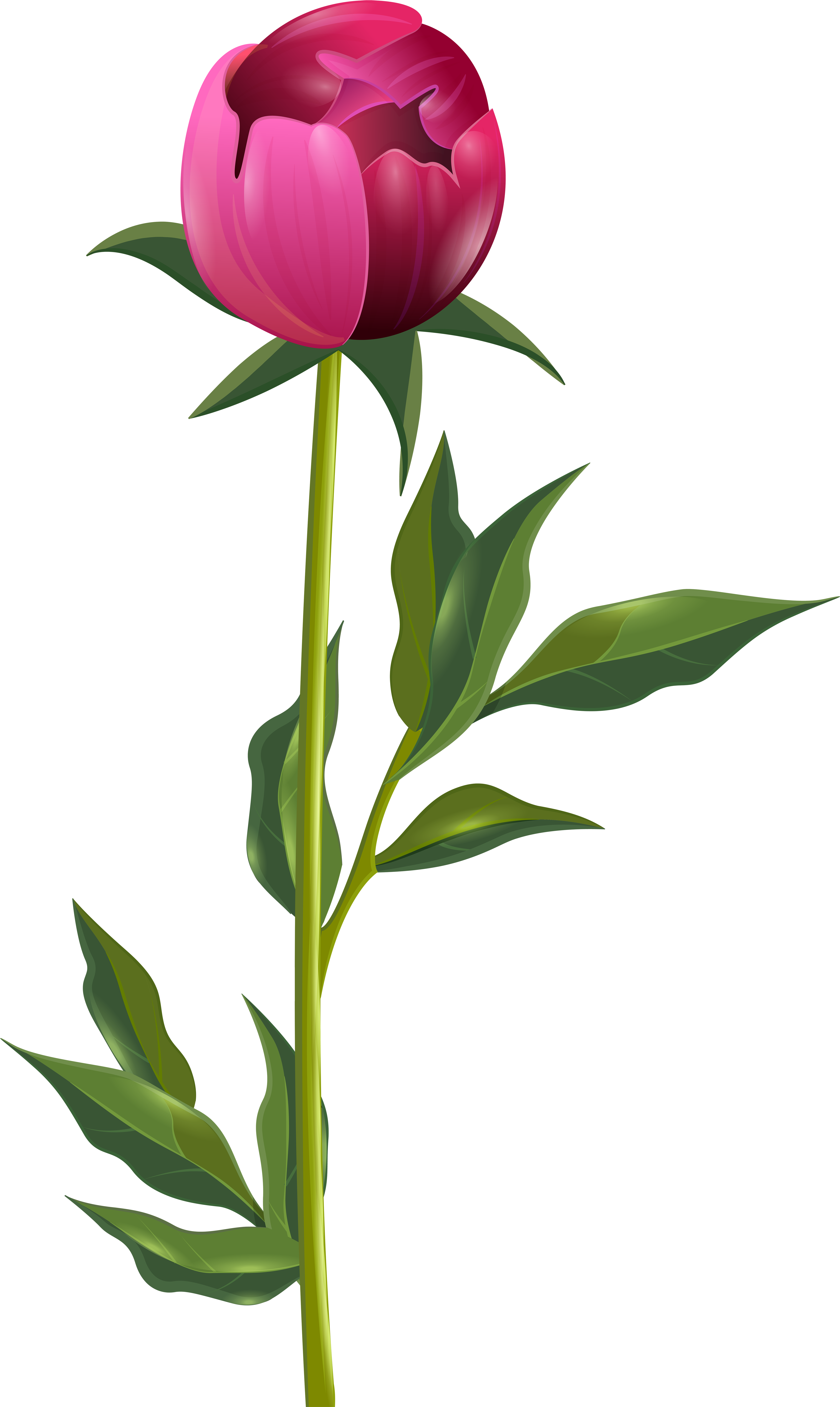 Peony Clipart Transparent - Peony Png (4880x8000), Png Download
