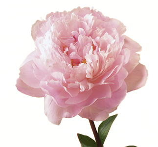 Flower Meaning Symbolism Teleflora - Peony Flower (400x300), Png Download
