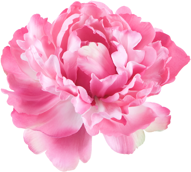 Peony Flowers Png - Single Flower White Background (960x688), Png Download