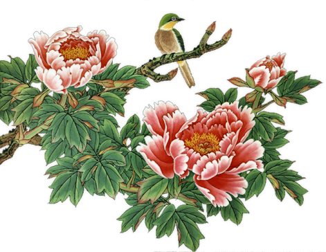 Fl-112 - Chinese Peonies Flower Png (471x364), Png Download