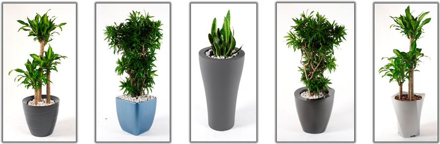 Indoor Plants - Plants For Noise Reduction Indoor (900x300), Png Download