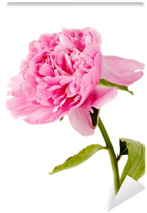 Peony (400x400), Png Download