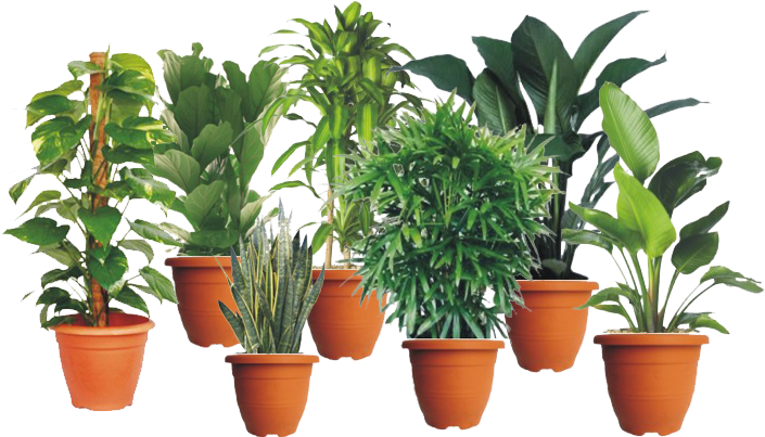 Indoor Plants - Money Plants (712x412), Png Download
