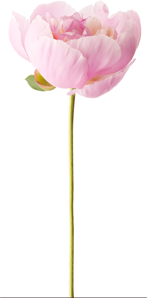 Peony - Photograph (600x1232), Png Download