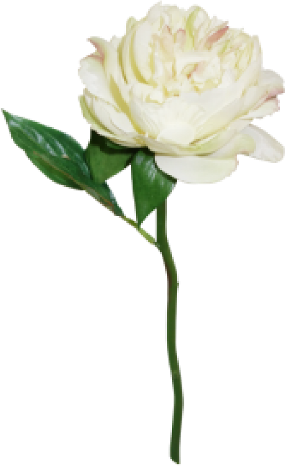 Peony (1000x1000), Png Download