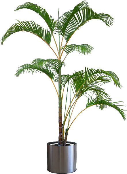 Pleasures In Helping Beautiful Transparent Plants - Silhouette Plants (452x620), Png Download