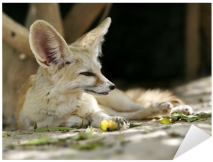 Coyote (400x400), Png Download