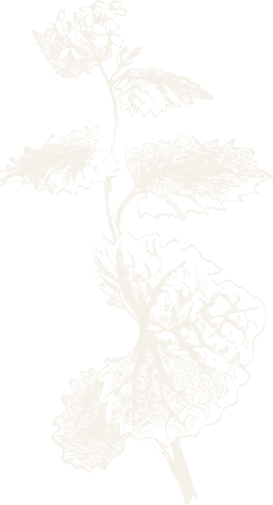 Foxtail Lily (545x1009), Png Download