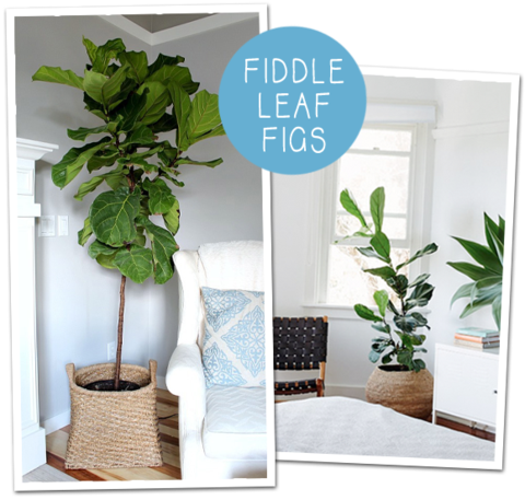 Do You Ever Get Your Heart Set On Something For Your - Indoor Big Plant Tree (480x457), Png Download