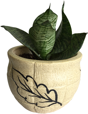 Sansevieria Absorbs Carbon Dioxide And Releases Oxygen - Viper's Bowstring Hemp (354x413), Png Download