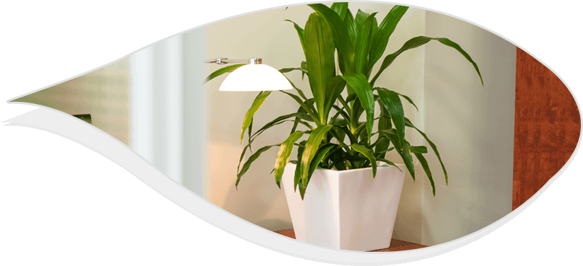 You Will Only Have To Invest Some Time In Order To - Houseplant (822x376), Png Download