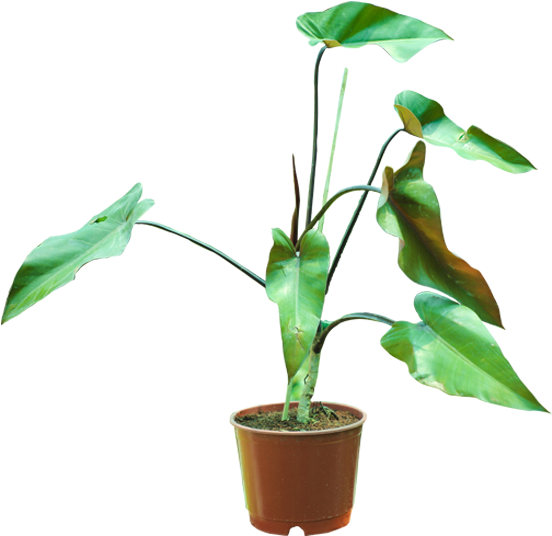 Blushing Philodendron - Philodendron (600x600), Png Download