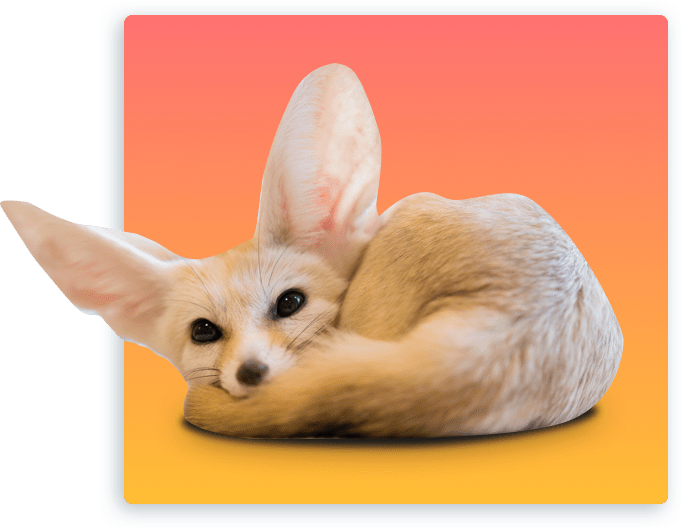 We Hope To Close The Distance, Whether It Be A Physical - Fennec Fox (683x529), Png Download