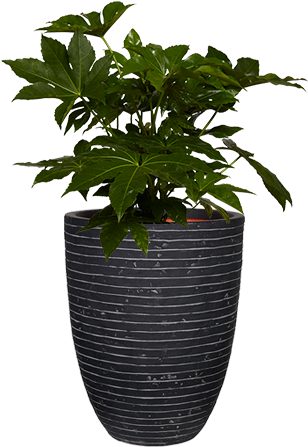 Capi Nature - Flowerpot (310x470), Png Download
