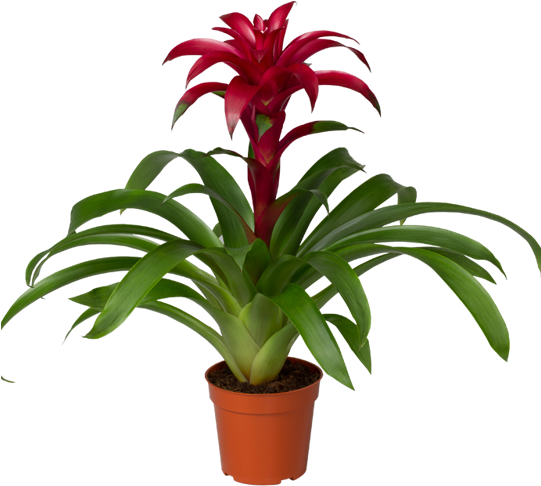 About Us - Care For Bromeliads (540x540), Png Download