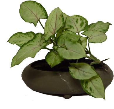 Quick View - Cabbage White (650x490), Png Download