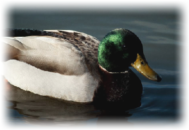 Ducks (447x327), Png Download