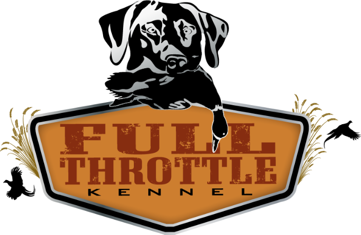 Gun Dog Training - Labrador Retriever Training Facility Kennels (704x458), Png Download