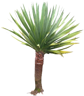 Orand Nursery - Yucca Plant Png (344x398), Png Download