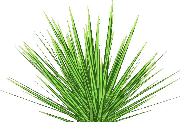 Phormium Tenax 6 - Lawn (706x706), Png Download