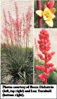 Red Yucca, Hesperaloe Parviflora - Hesperaloe Parviflora (273x466), Png Download