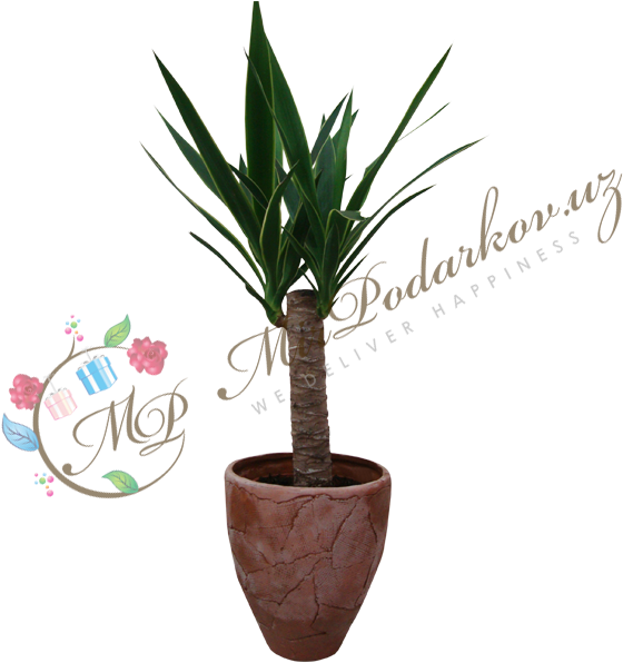 Flowerpot (600x600), Png Download