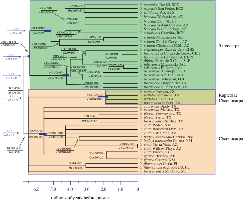 Chronogram Of Yucca Based On The Bayes Consensus Of - Data Set (850x699), Png Download