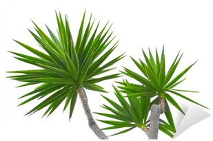 Plants (400x400), Png Download