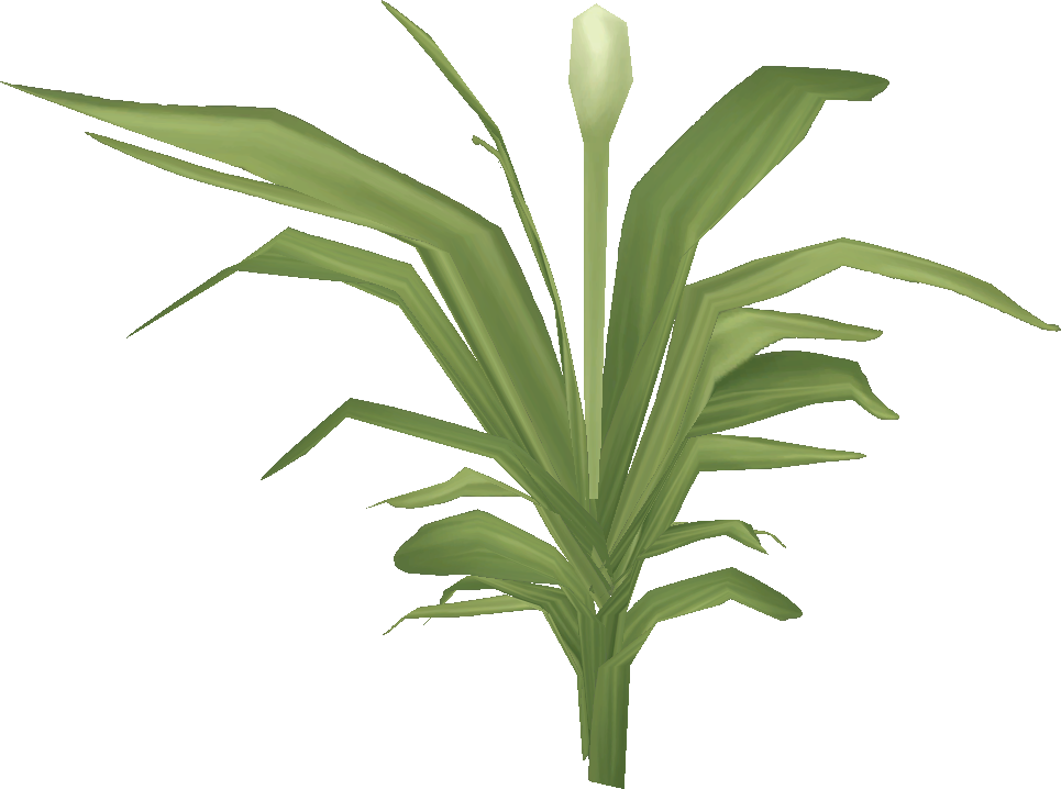 M306 - Agave (965x718), Png Download