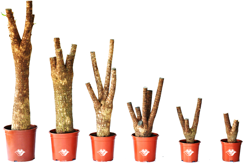 Branched/trunk - Flowerpot (963x794), Png Download