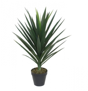 Yucca (600x315), Png Download