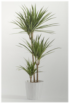 Indoor Plant Pictures With Names (400x400), Png Download