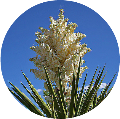 Herbal, Food And Elemental Medicine - Pond Pine (408x500), Png Download