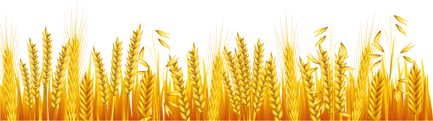 Common Wheat Ear Drawing - Drawing (1500x1587), Png Download