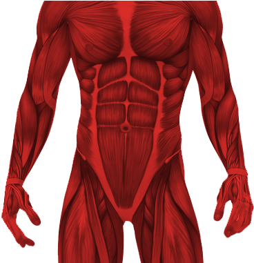 0 / - Z Of Skeletal Muscles [book] (608x380), Png Download