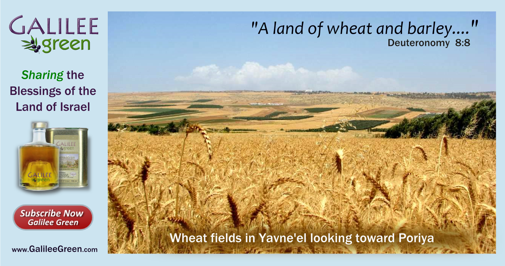 Download Galilee Wheat Galilee Green Full Size PNG Image PNGkit