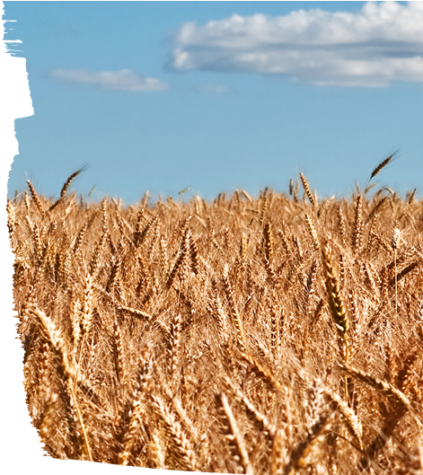 Midwest - Fiber Crop (915x528), Png Download