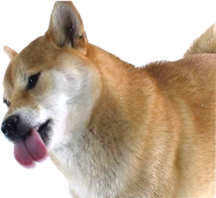 Dancing Doge Png - Shiba Inu Licking Screen (500x399), Png Download