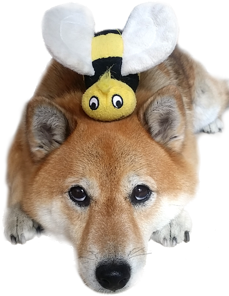Shiba Inu Dog With Bee - Bee Shiba (500x633), Png Download