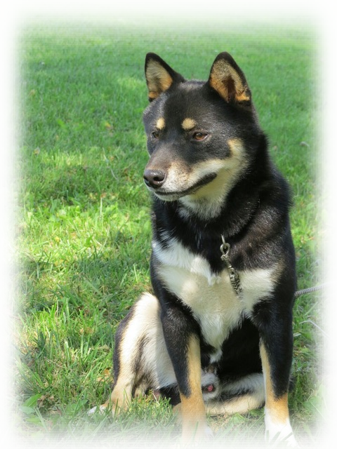 Our Male Shiba Inus - Father (480x640), Png Download