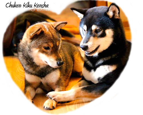 Chuken Kiku Kensha Shiba Inu Kennel Ckk Elevage - Shiba Inu (499x400), Png Download
