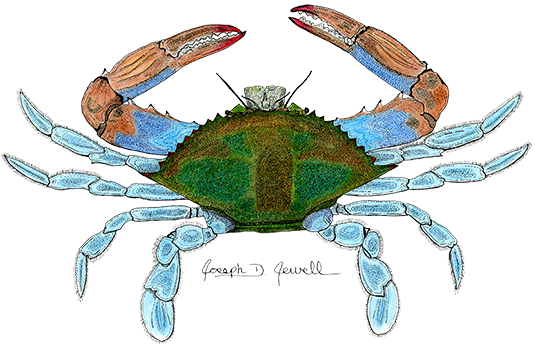 Blue Crab - Chesapeake Blue Crab (595x344), Png Download