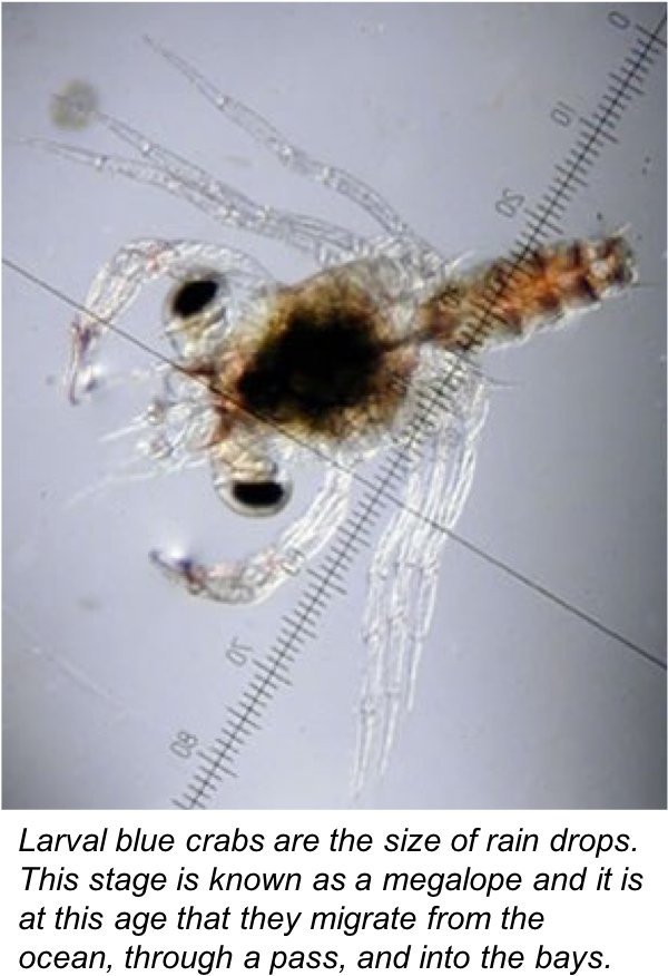 Bluecrab - Blue Crab Megalopae (604x893), Png Download