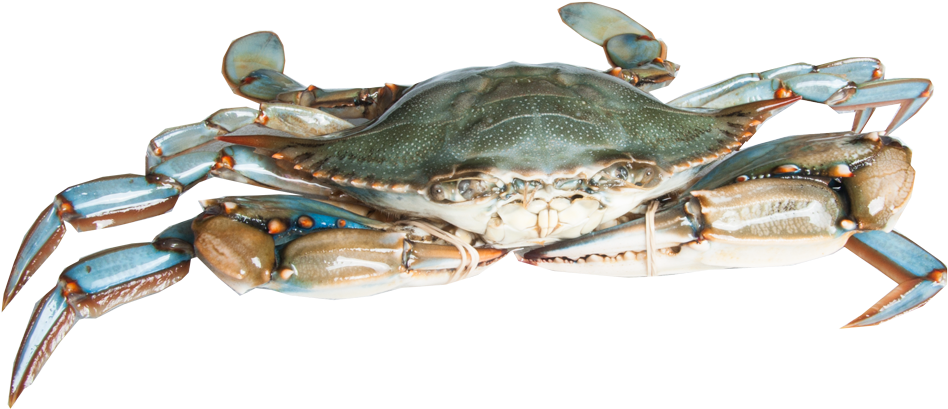 Blue Crab - Chesapeake Blue Crab (1000x642), Png Download