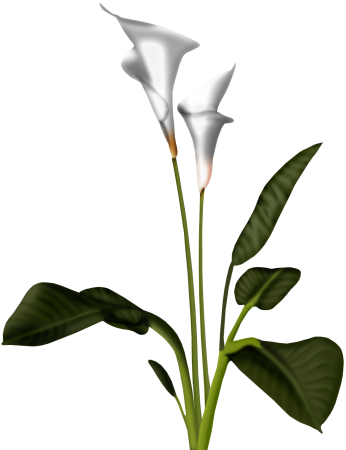 Download Calla Lily Clipart Transparent Calla Flower Png Full Size Png Image Pngkit